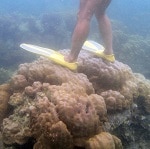 Snorkeler se tenant debout sur des coraux