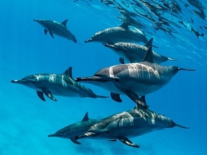 A pod of spinner dolphins in Marsa Alam, Egypt